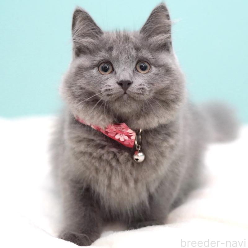 販売中の東京都のサイベリアン-134297の3枚目