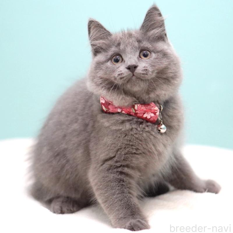 販売中の東京都のサイベリアン-134297の2枚目