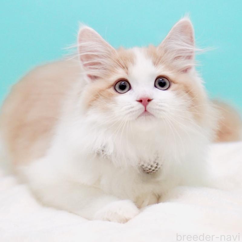 成約済の東京都のサイベリアン-133719の1枚目