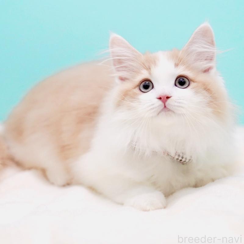 成約済の東京都のサイベリアン-133719の15枚目