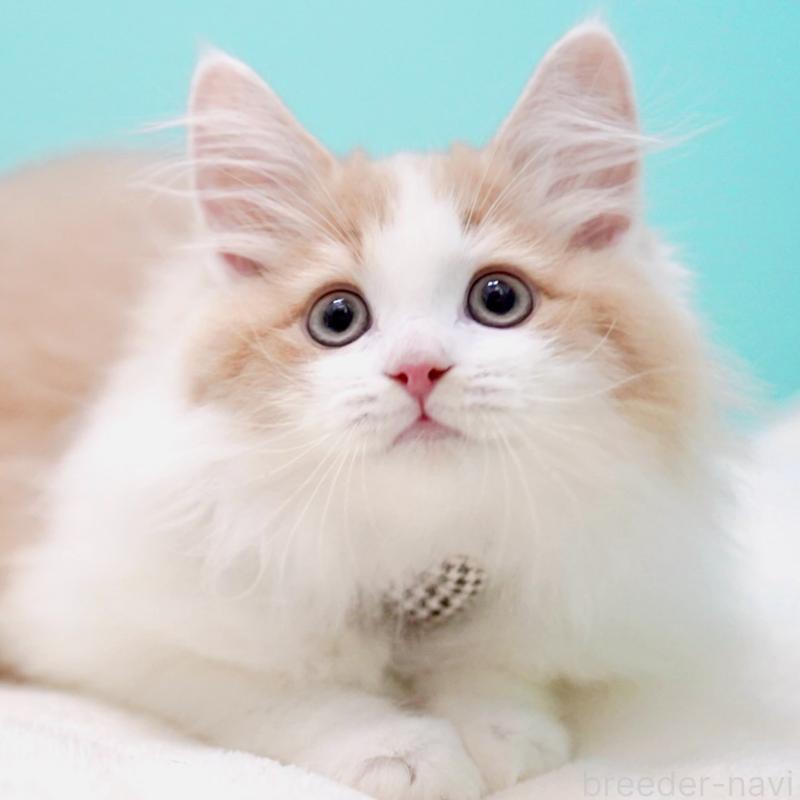 成約済の東京都のサイベリアン-133719の14枚目