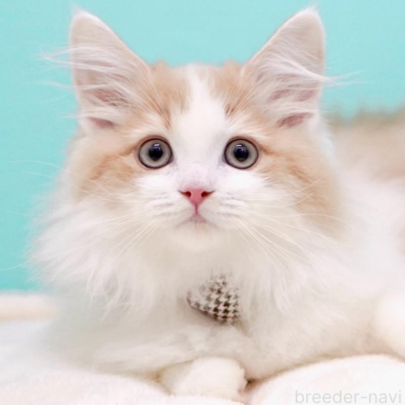 成約済の東京都のサイベリアン-133719の13枚目