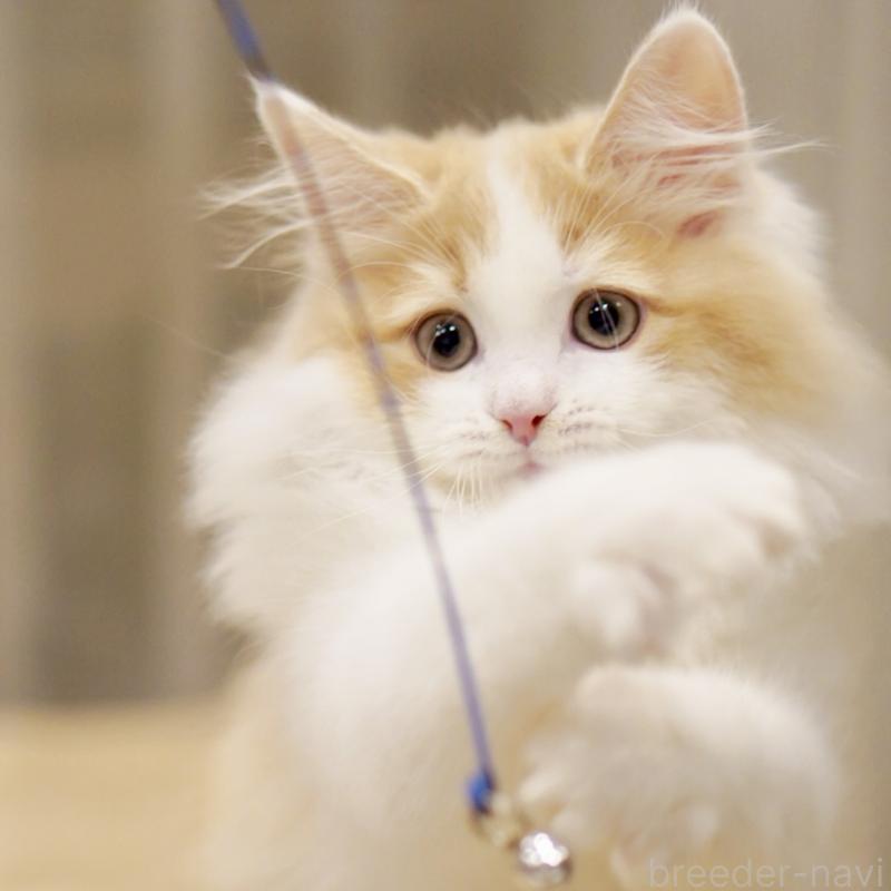 成約済の東京都のサイベリアン-133719の12枚目