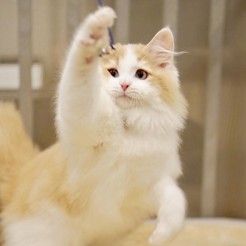 成約済の東京都のサイベリアン-133719の11枚目