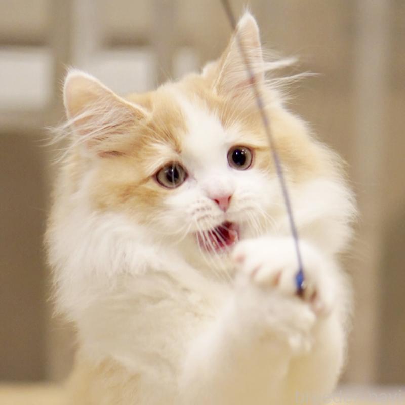 成約済の東京都のサイベリアン-133719の10枚目