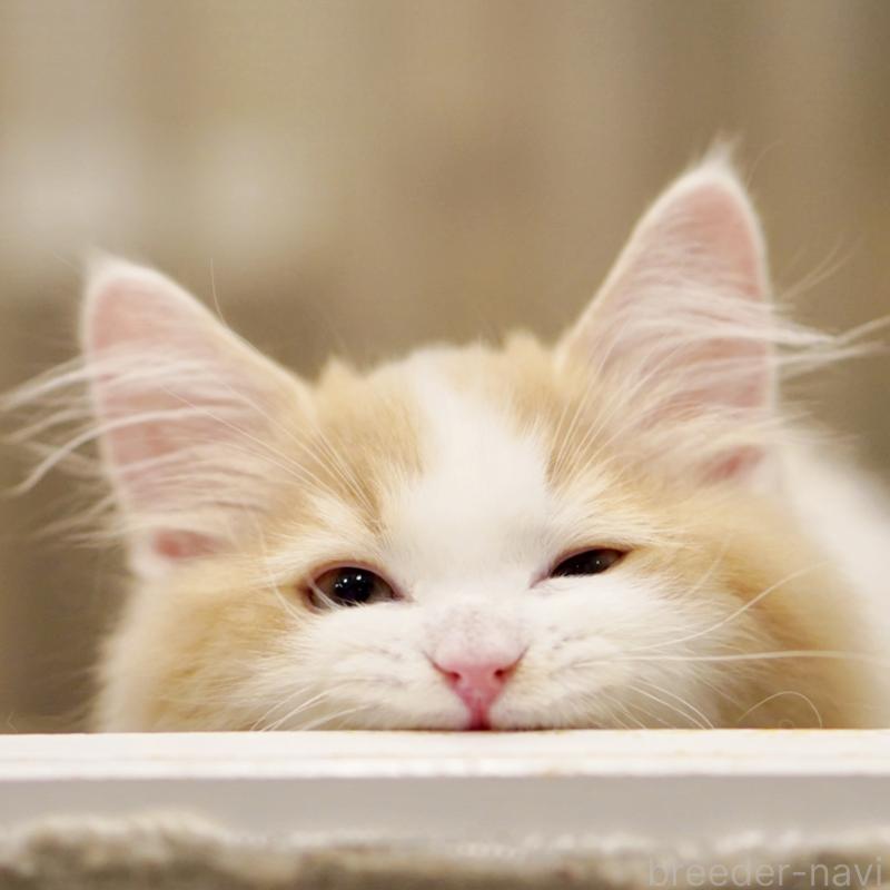 成約済の東京都のサイベリアン-133719の9枚目