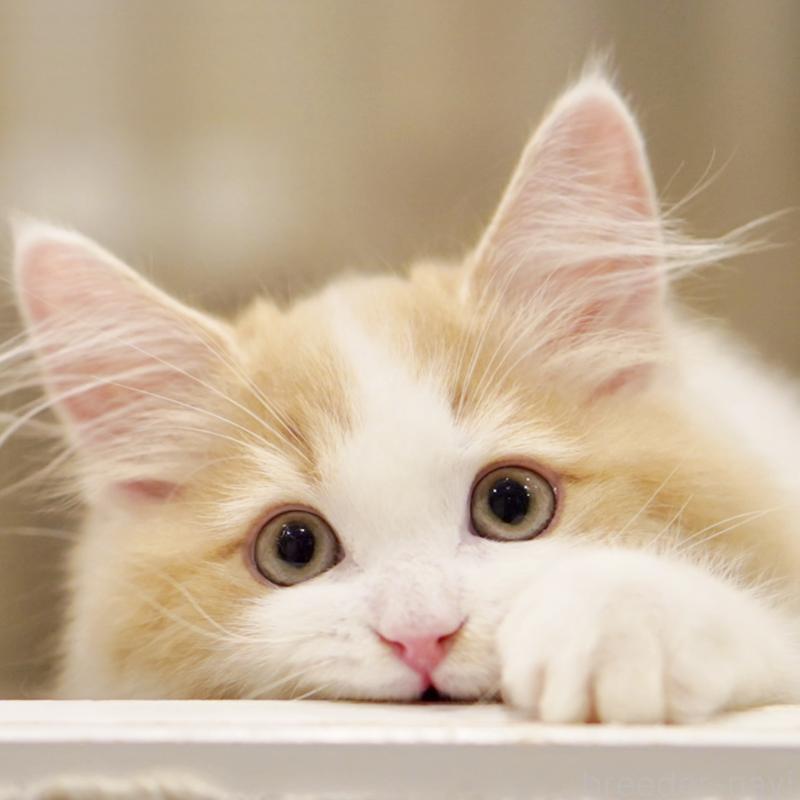 成約済の東京都のサイベリアン-133719の8枚目