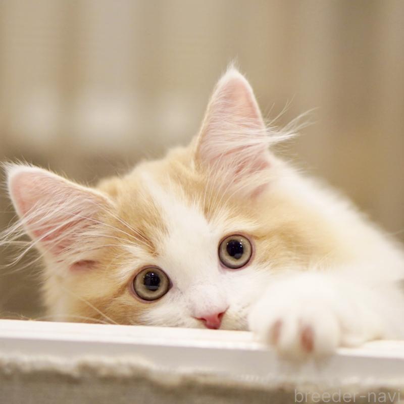 成約済の東京都のサイベリアン-133719の7枚目