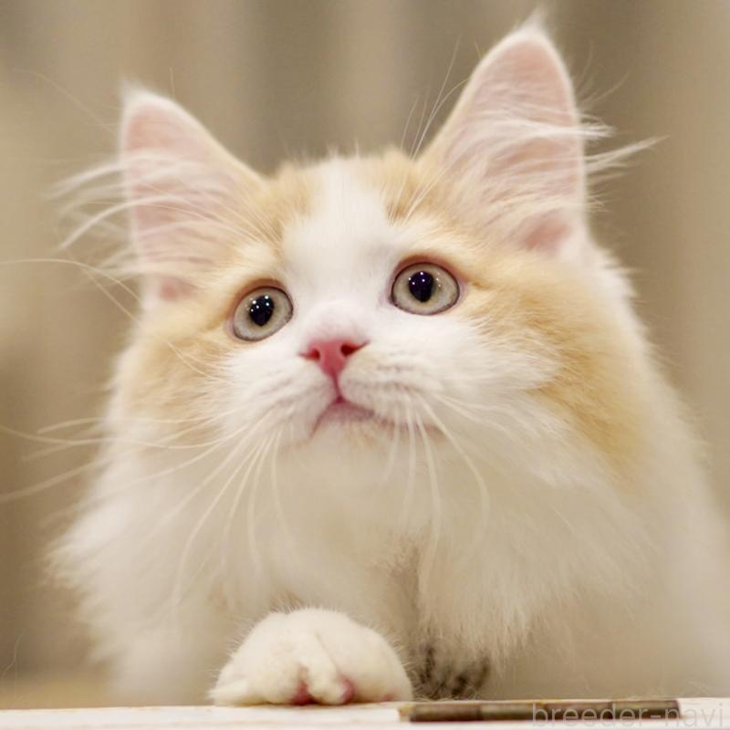 成約済の東京都のサイベリアン-133719の6枚目