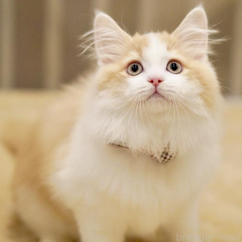 成約済の東京都のサイベリアン-133719の5枚目