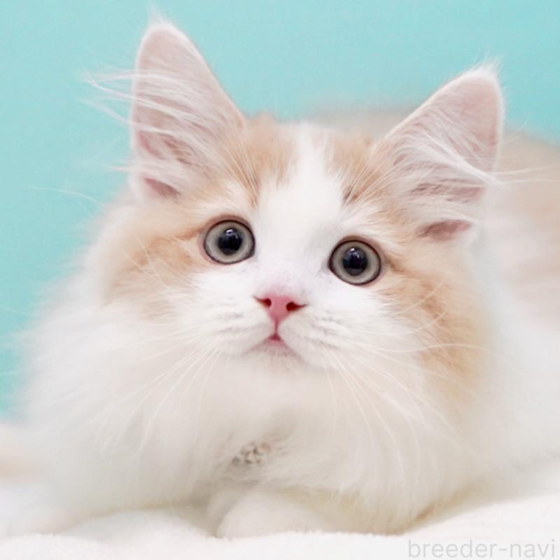 成約済の東京都のサイベリアン-133719の4枚目