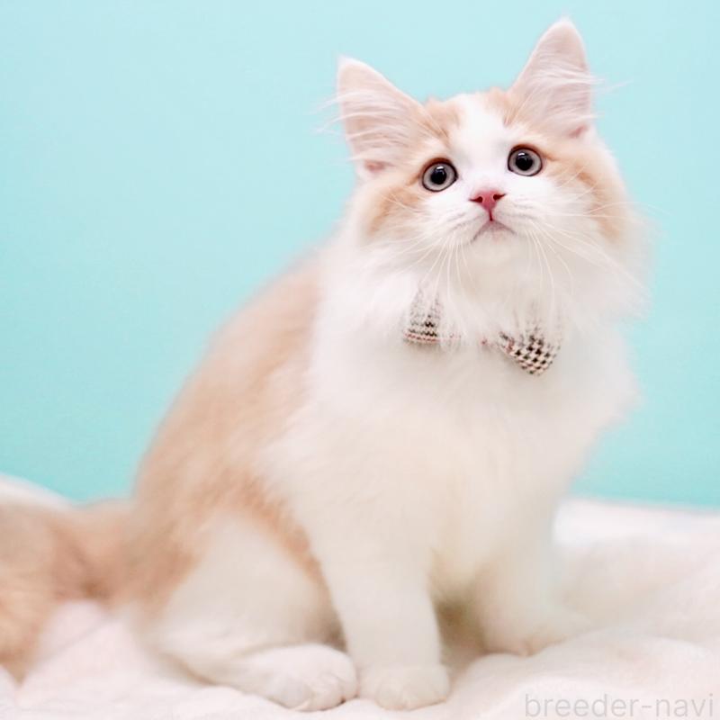 成約済の東京都のサイベリアン-133719の2枚目