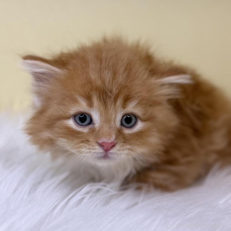 販売中の埼玉県のサイベリアン-138196の1枚目