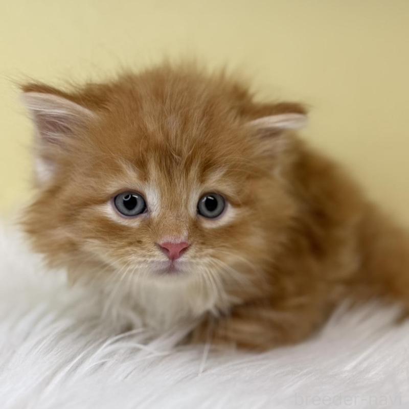 販売中の埼玉県のサイベリアン-138196の4枚目