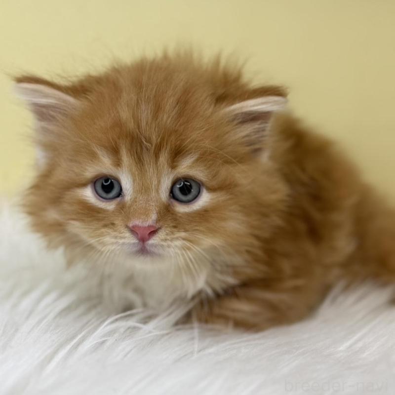 販売中の埼玉県のサイベリアン-138196の3枚目