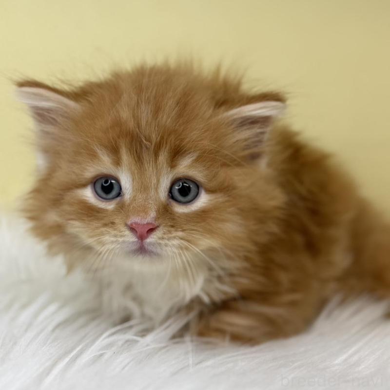 販売中の埼玉県のサイベリアン-138196の2枚目