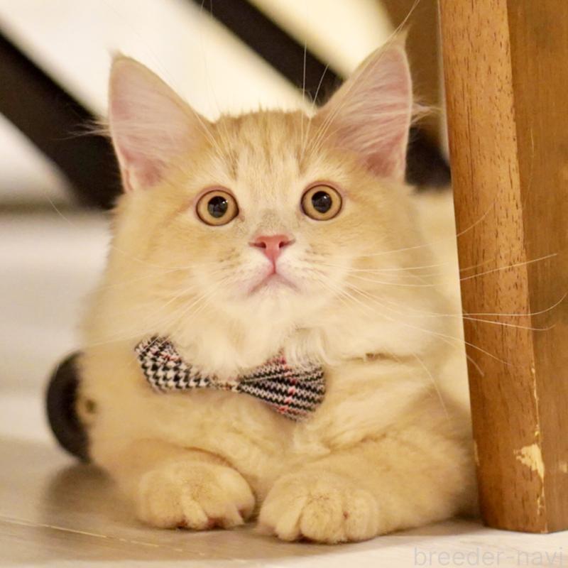 商談中の東京都のサイベリアン-133318の1枚目