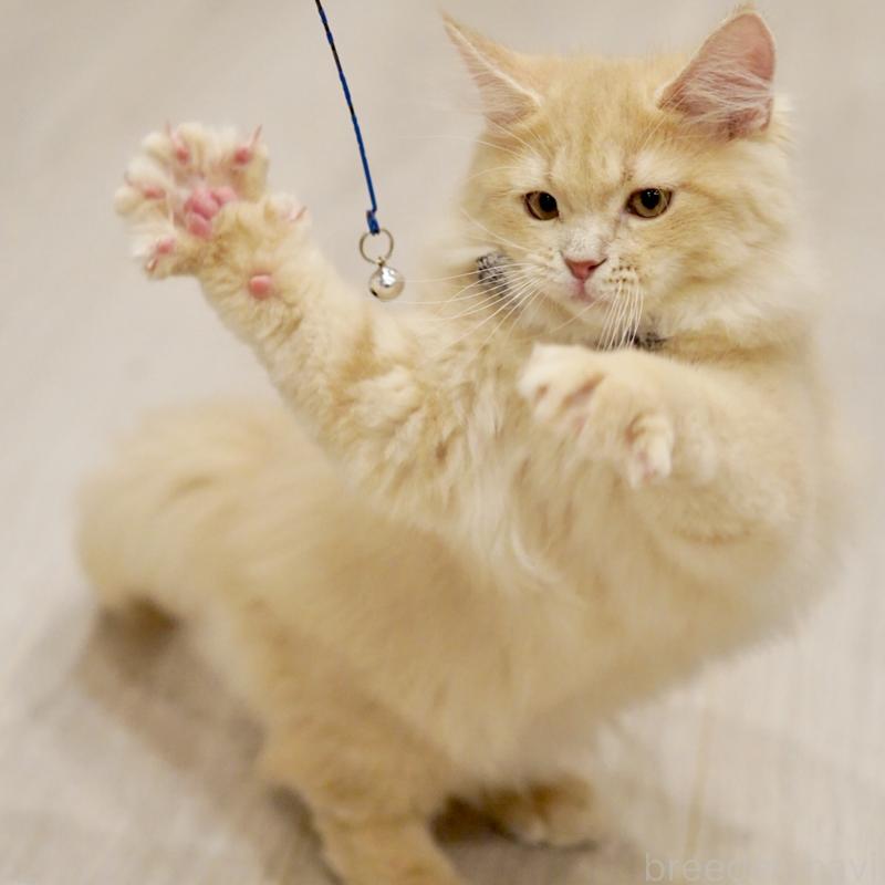 商談中の東京都のサイベリアン-133318の15枚目