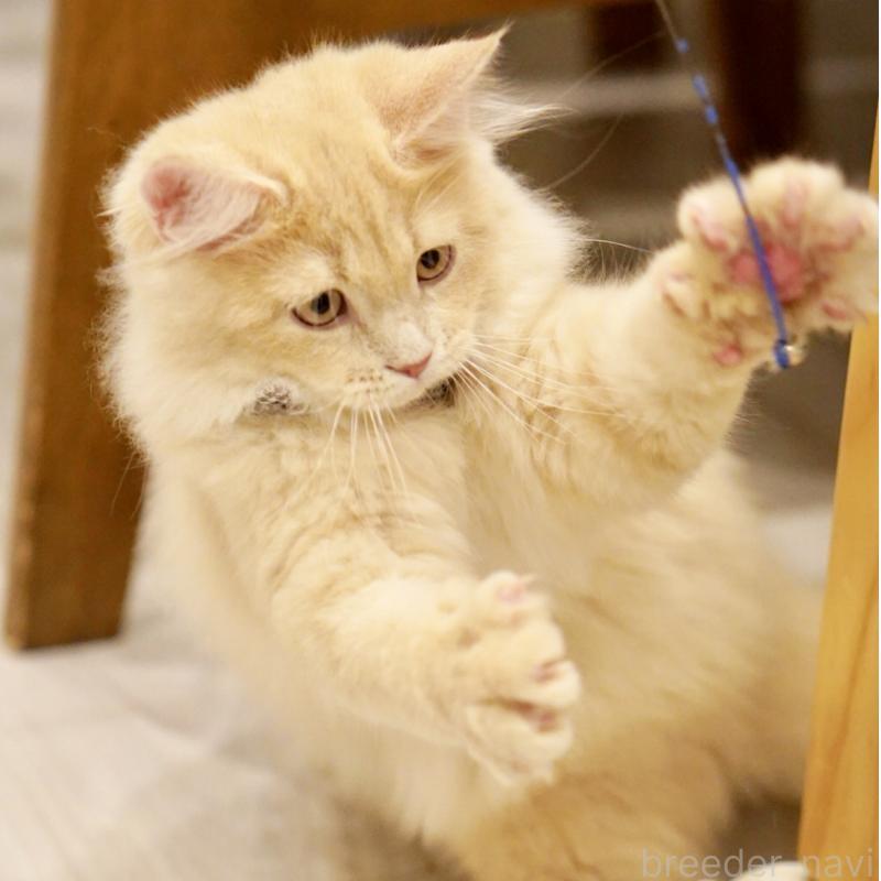 商談中の東京都のサイベリアン-133318の14枚目