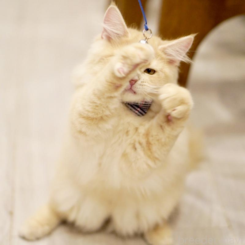 商談中の東京都のサイベリアン-133318の13枚目