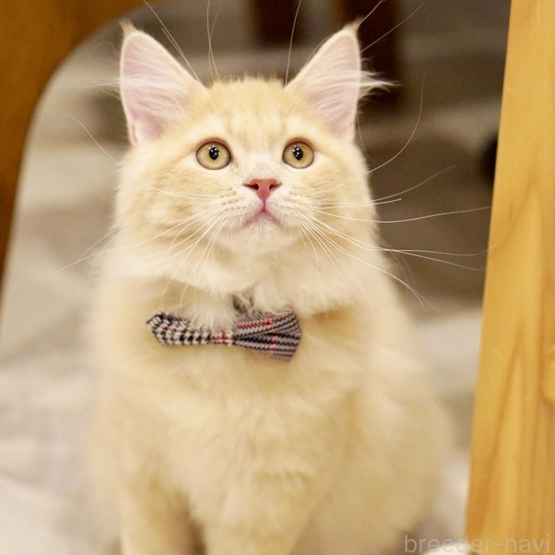 商談中の東京都のサイベリアン-133318の12枚目