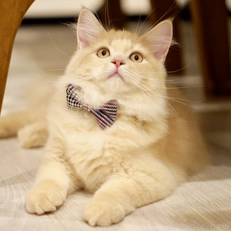 商談中の東京都のサイベリアン-133318の10枚目