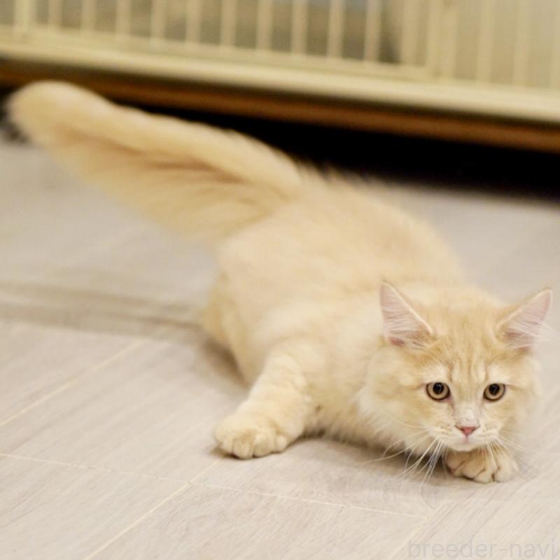 商談中の東京都のサイベリアン-133318の9枚目