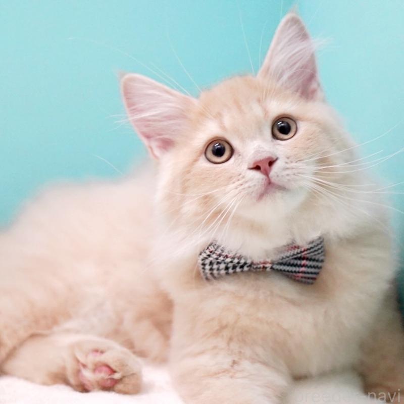 商談中の東京都のサイベリアン-133318の8枚目