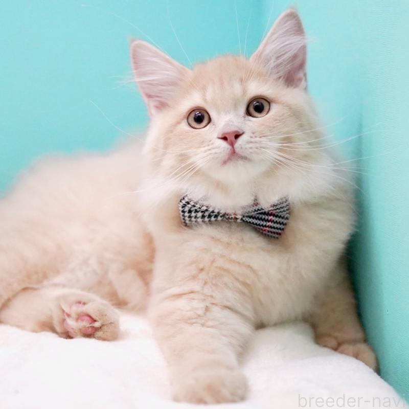 商談中の東京都のサイベリアン-133318の7枚目