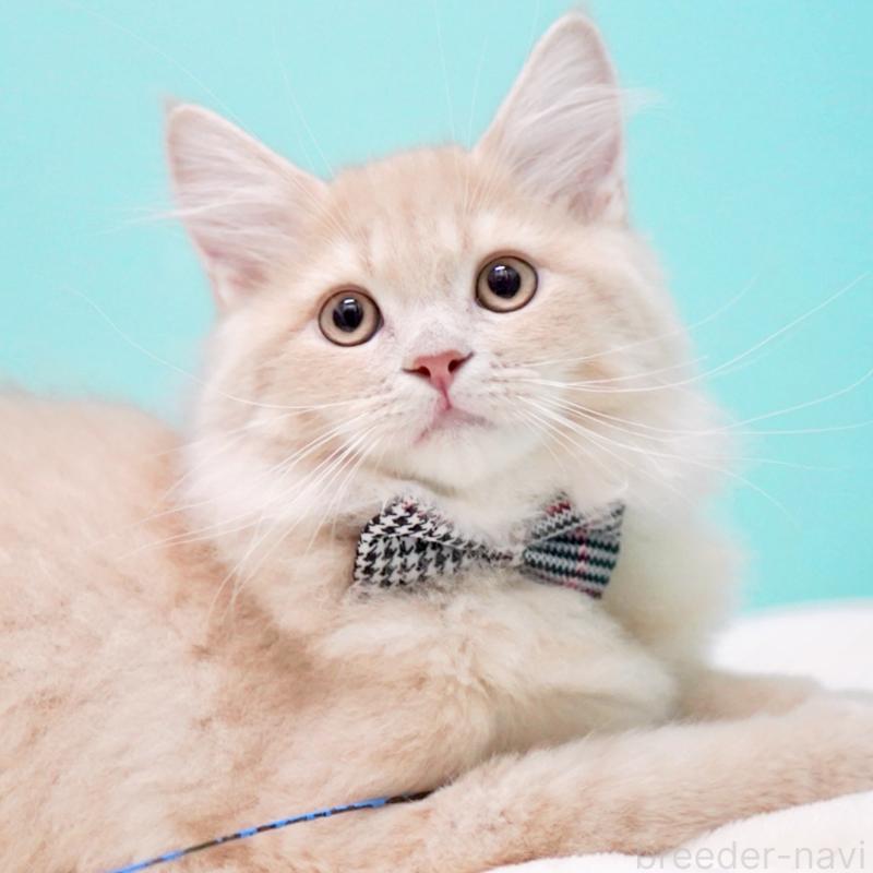 商談中の東京都のサイベリアン-133318の6枚目