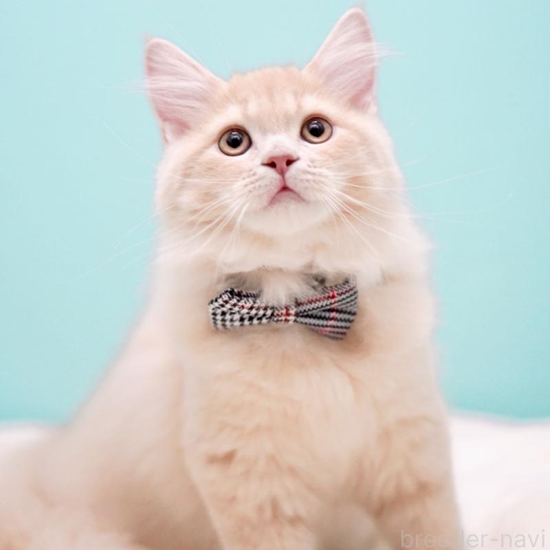 商談中の東京都のサイベリアン-133318の5枚目