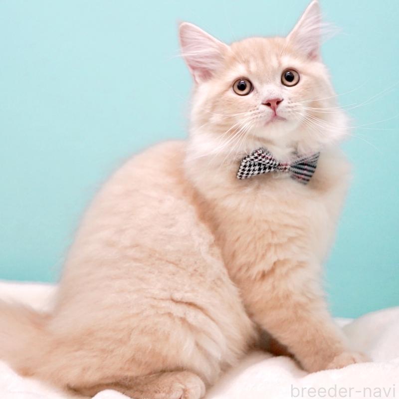 商談中の東京都のサイベリアン-133318の4枚目