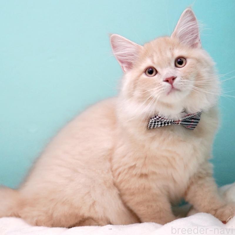 商談中の東京都のサイベリアン-133318の3枚目