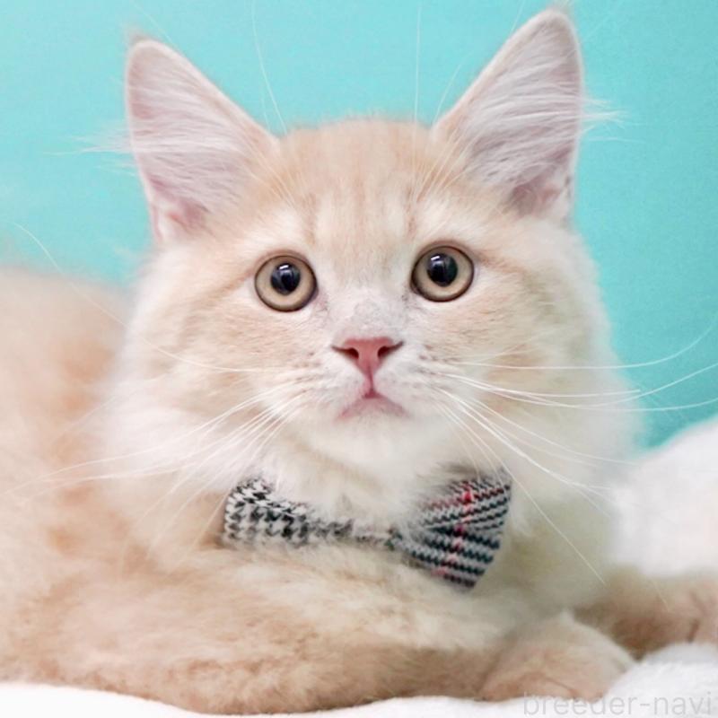 商談中の東京都のサイベリアン-133318の2枚目