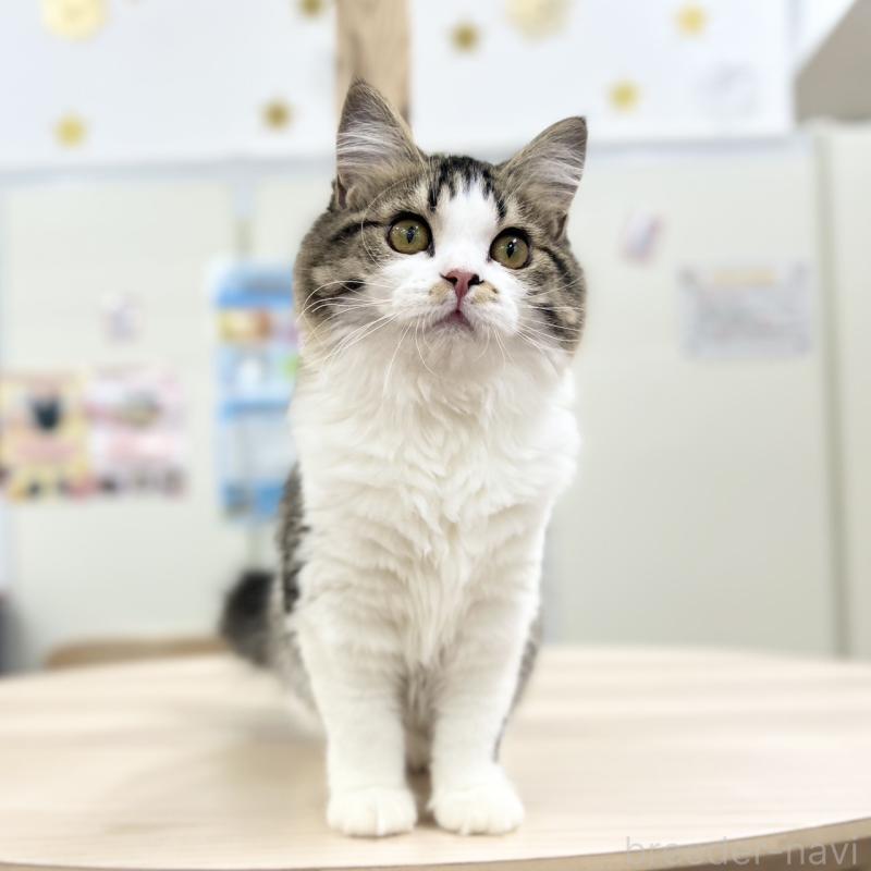 販売中の神奈川県のスコティッシュフォールド-131687