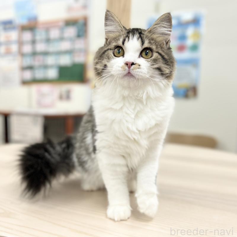 成約済の神奈川県のスコティッシュフォールド-131687の5枚目