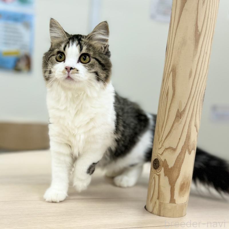 成約済の神奈川県のスコティッシュフォールド-131687の4枚目