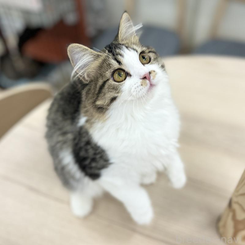 成約済の神奈川県のスコティッシュフォールド-131687の3枚目