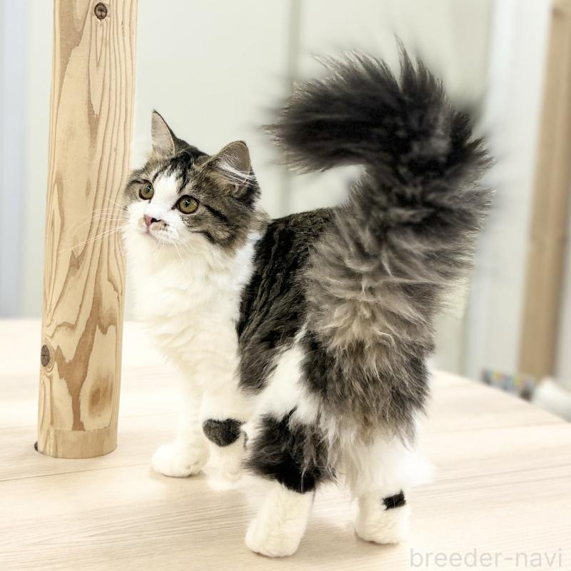 成約済の神奈川県のスコティッシュフォールド-131687の2枚目