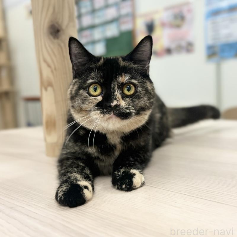 販売中の神奈川県のスコティッシュフォールド-131689