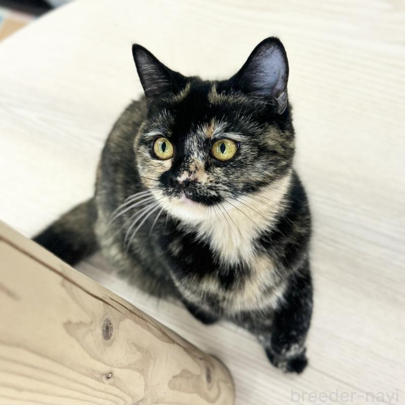 成約済の神奈川県のスコティッシュフォールド-131689の5枚目