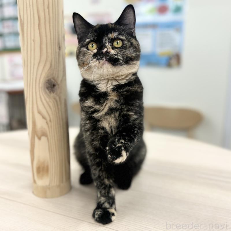 成約済の神奈川県のスコティッシュフォールド-131689の4枚目