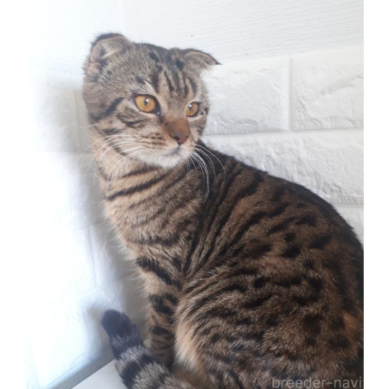 販売中の静岡県のスコティッシュフォールド-111180の4枚目