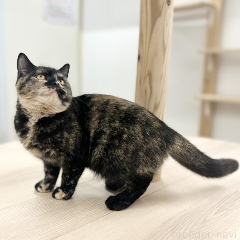 成約済の神奈川県のスコティッシュフォールド-131689の3枚目