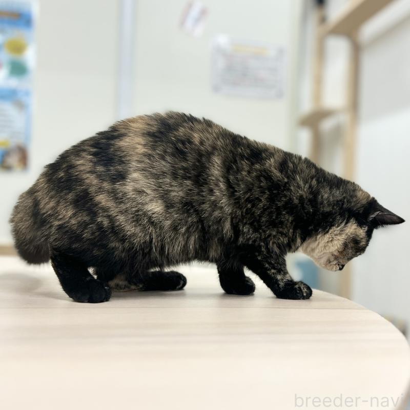 成約済の神奈川県のスコティッシュフォールド-131689の2枚目