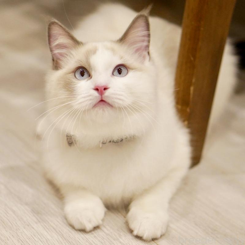 販売中の東京都のラグドール-129845の15枚目