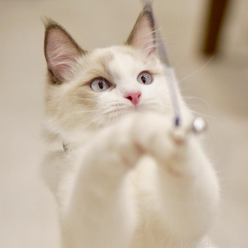 販売中の東京都のラグドール-129845の14枚目