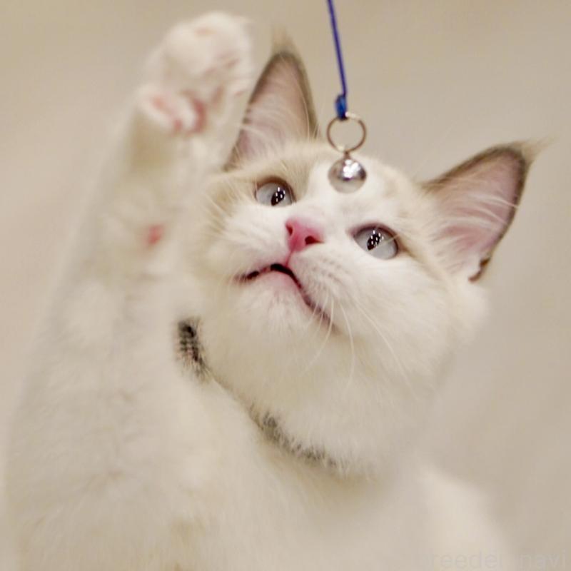 販売中の東京都のラグドール-129845の13枚目