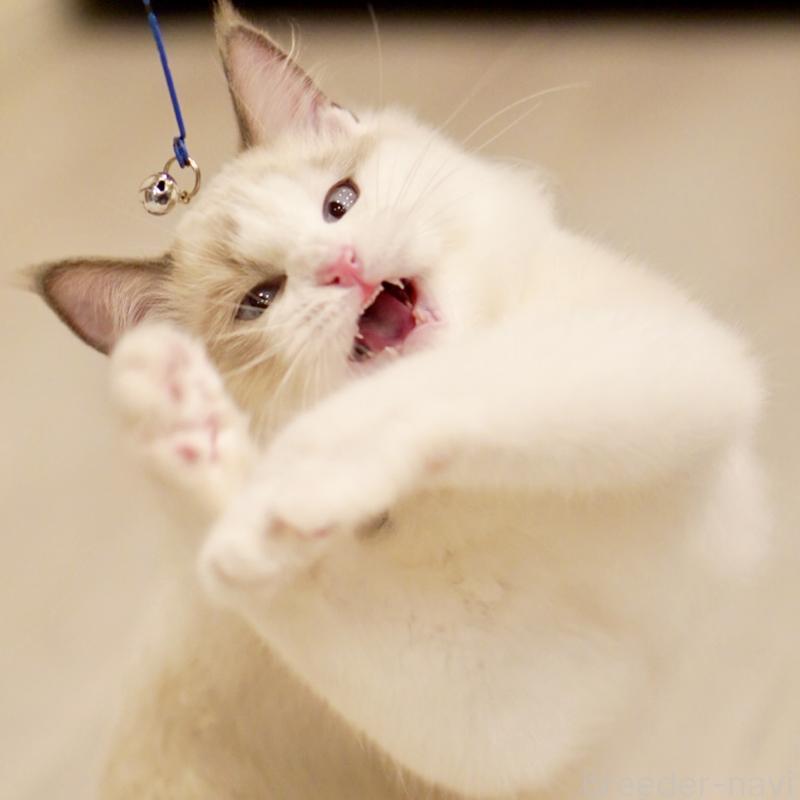 販売中の東京都のラグドール-129845の12枚目