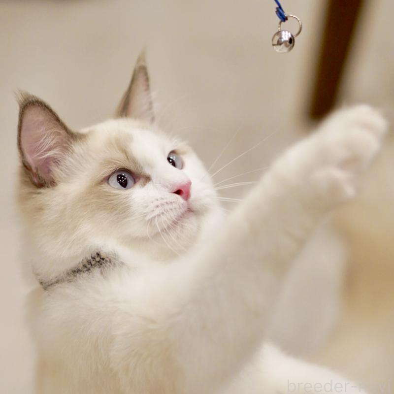 販売中の東京都のラグドール-129845の11枚目